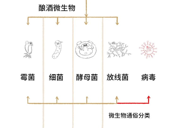 微生物群